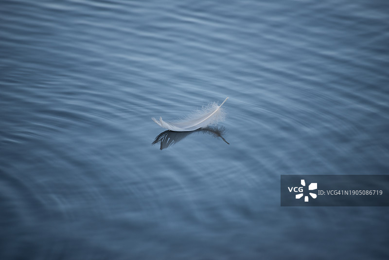 高角度拍摄的英国湖中羽毛图片素材