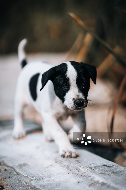 小狗坐在挡土墙上的特写图片素材