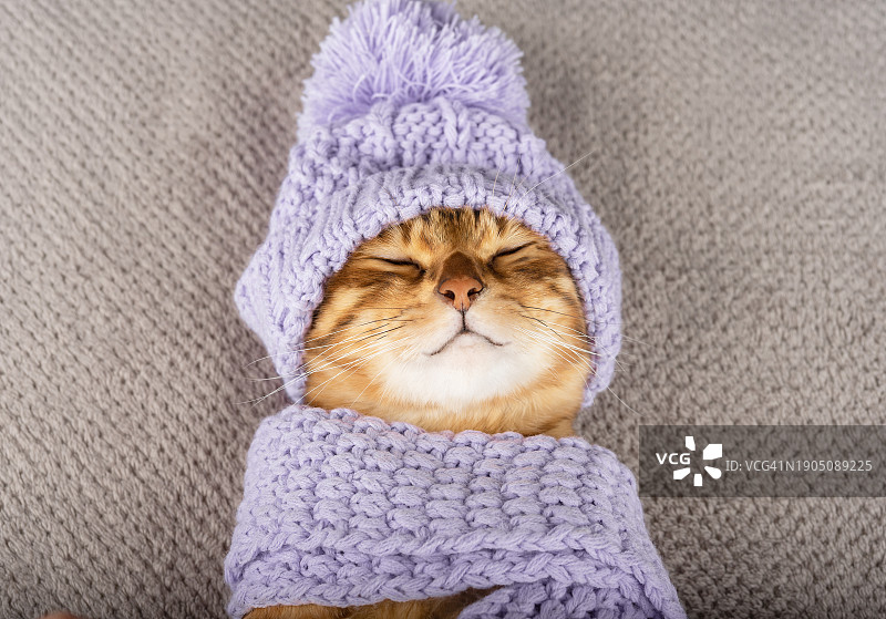 床上睡觉的猫咪俯视照片图片素材