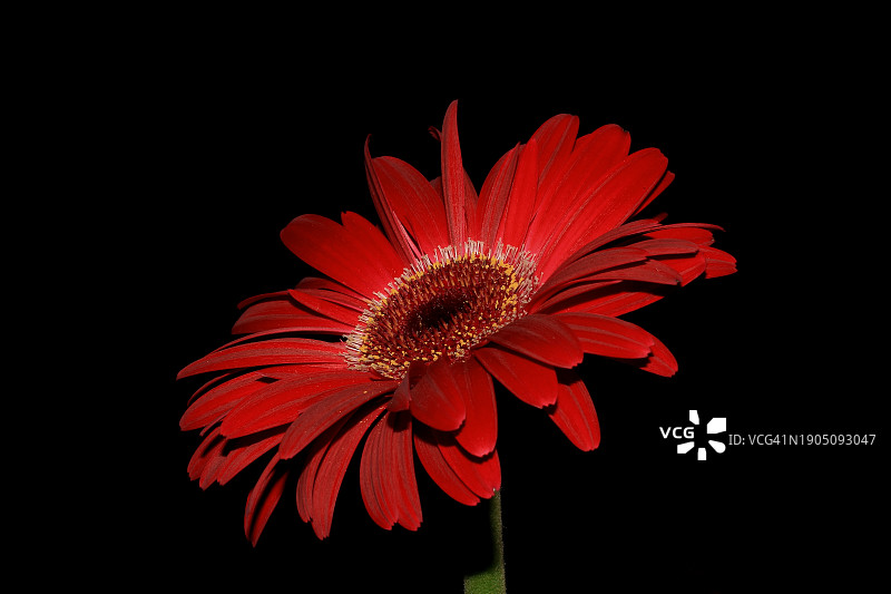 黑色背景下的红色花朵特写图片素材