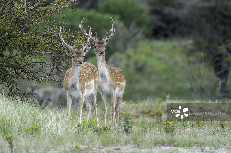 原野上站立的休耕鹿的后视图图片素材