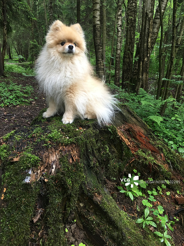 森林中树干上的博美犬肖像图片素材
