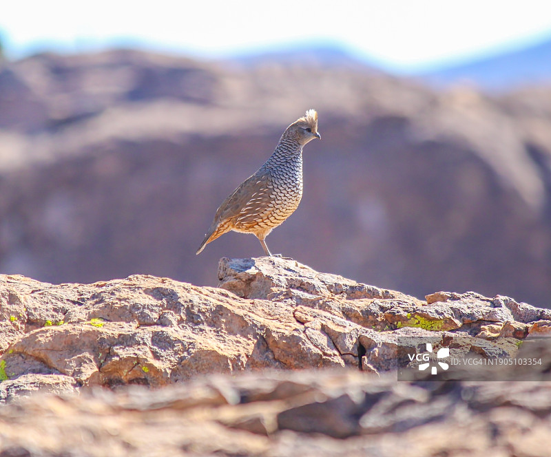 鹌鹑栖息在岩石上特写，埃尔帕索，德克萨斯州，美国图片素材