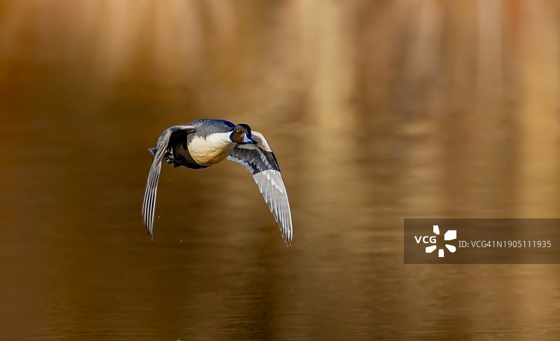 飞过湖面的水鸭特写，美国弗吉尼亚州费尔法克斯图片素材