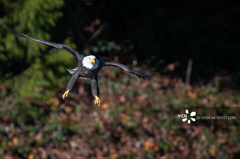 秃鹰户外飞行特写，华盛顿，美国图片素材