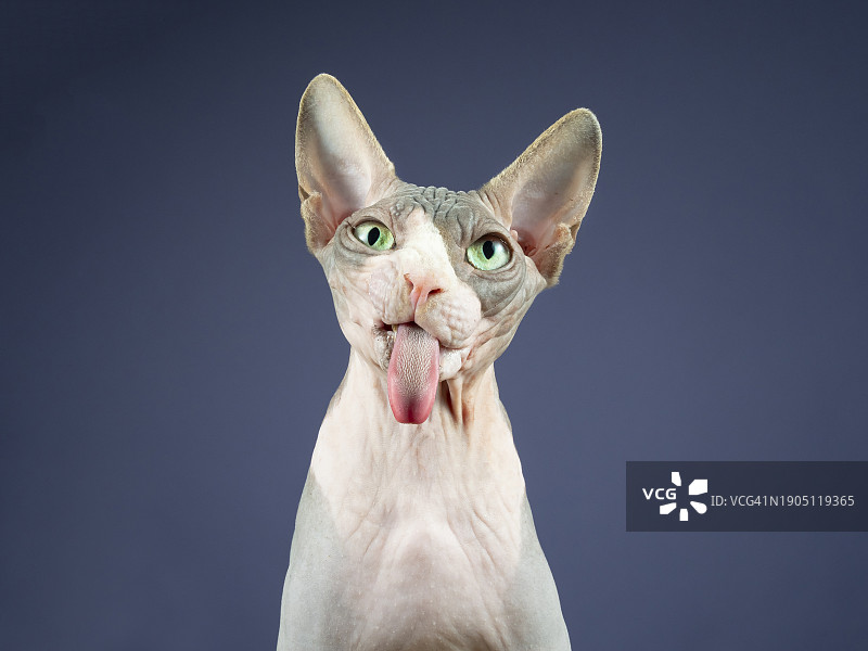 灰色背景下打哈欠的猫咪特写图片素材