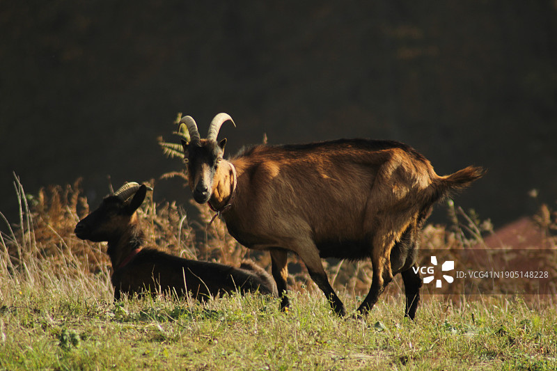 波斯尼亚和黑塞哥维那田野上的山羊侧视图图片素材