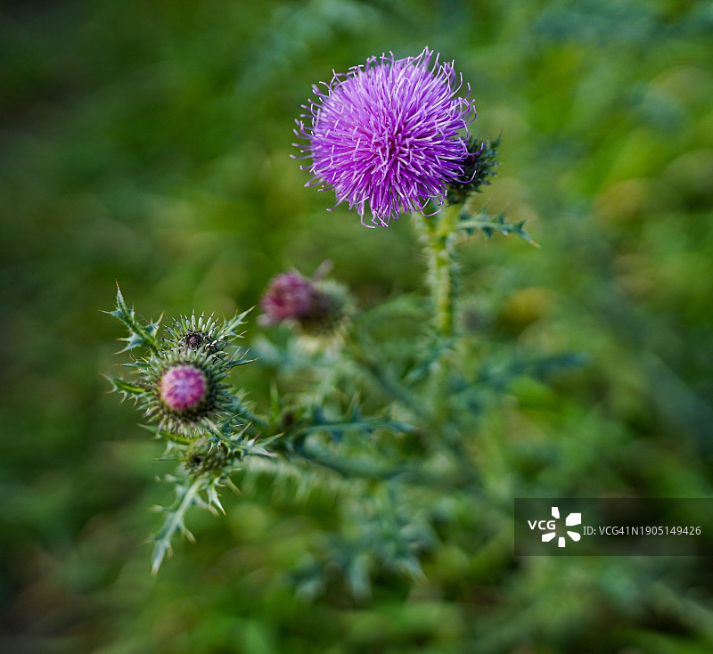 田野上紫色蓟花特写图片素材