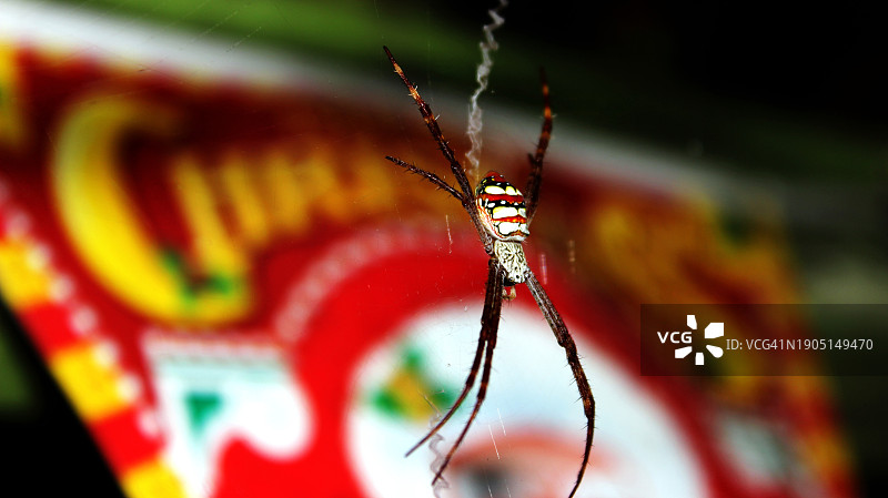 昆虫在植物上的特写图片素材