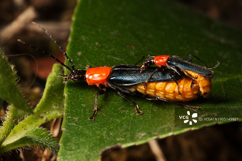 澳大利亚树叶上的昆虫特写图片素材