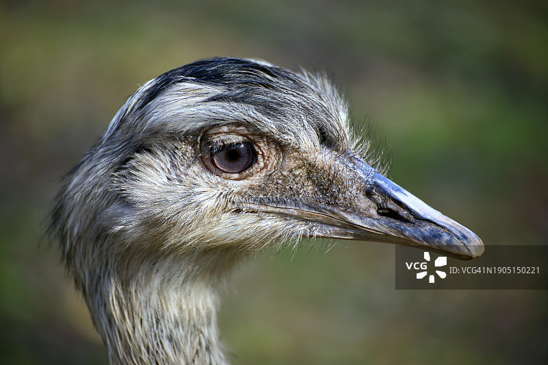 普通美洲鸵的特写图片素材