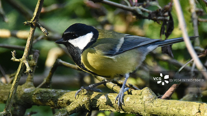 栖息在树枝上的山雀特写图片素材