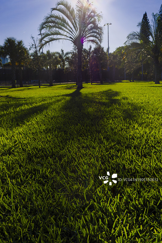 美国佛罗里达州迈阿密海滩的草地风光图片素材