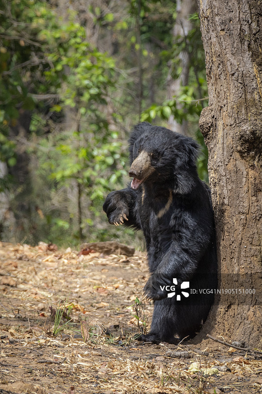 森林里的猩猩特写图片素材