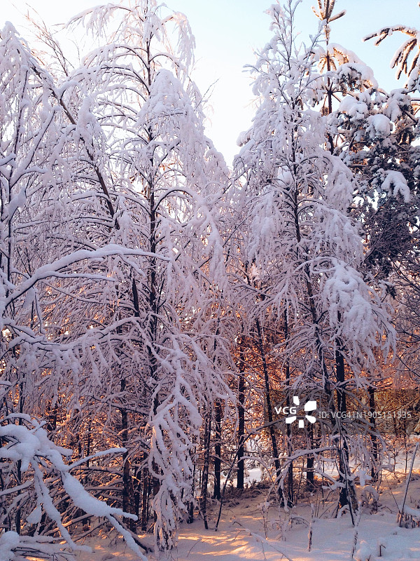 美国伊利诺伊州奥尔顿，雪地里的树木图片素材