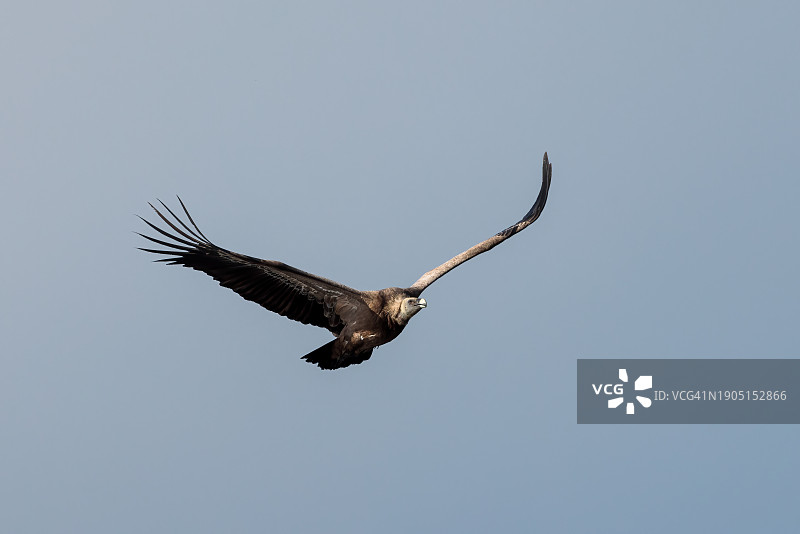 低角度看鹰在晴朗的天空中飞行图片素材