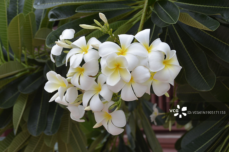 白色开花植物特写图片素材