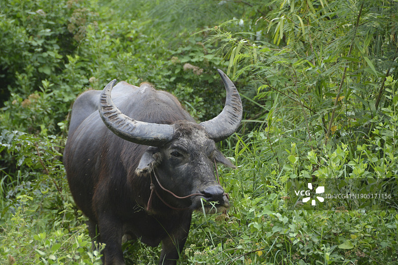草地上水牛的俯视照片图片素材