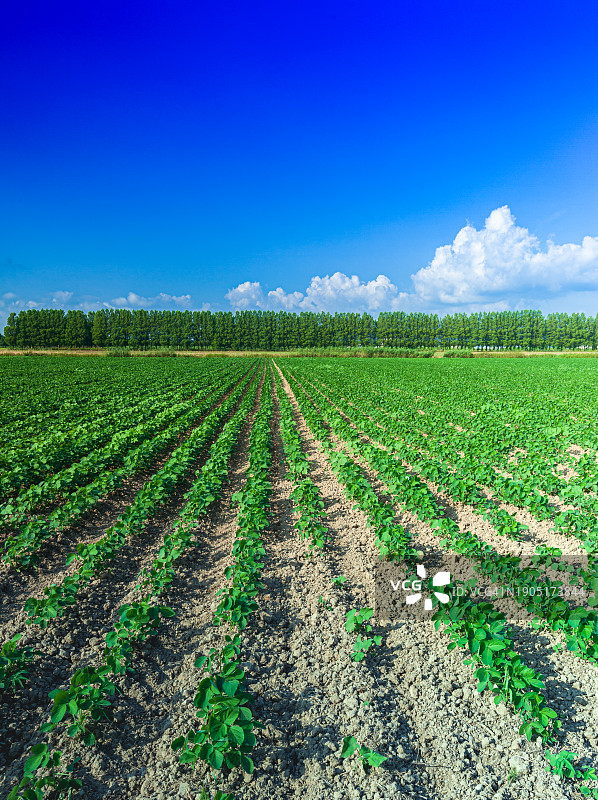 蓝天下农田景色图片素材