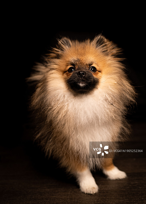 波美拉尼亚犬在地板上的特写肖像，法国图卢兹，黑色背景图片素材