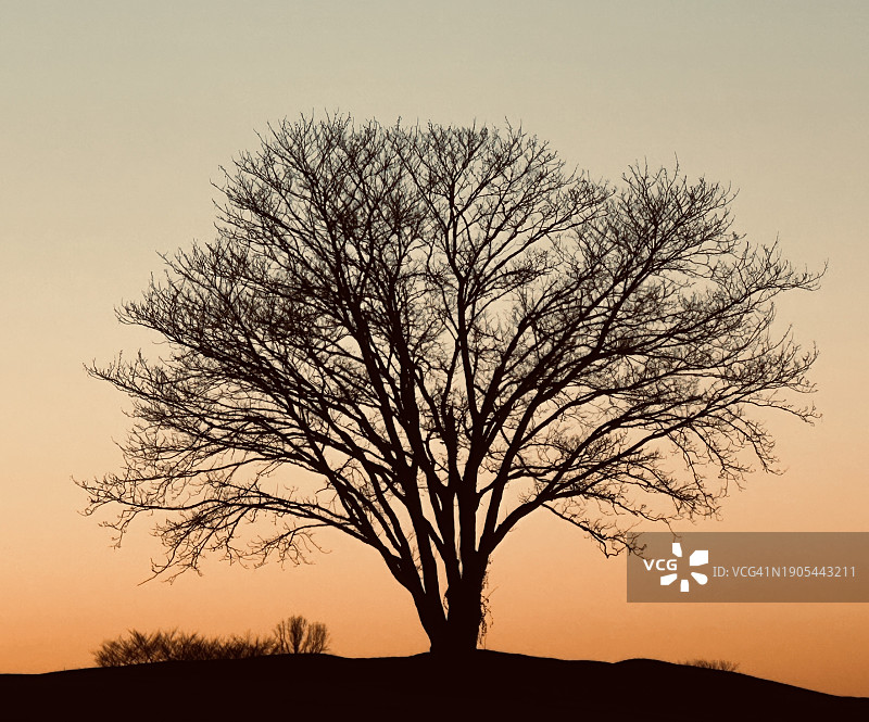 黄昏时分的树木剪影图片素材