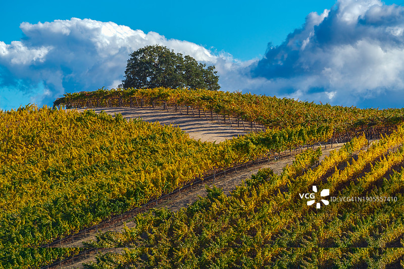 加利福尼亚州圣路易斯奥比斯波县阿塔斯卡德罗附近的葡萄园图片素材