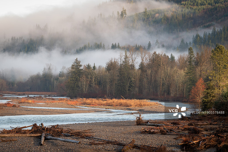 栖息在树桩上等待鲑鱼尸体的秃头鹰图片素材