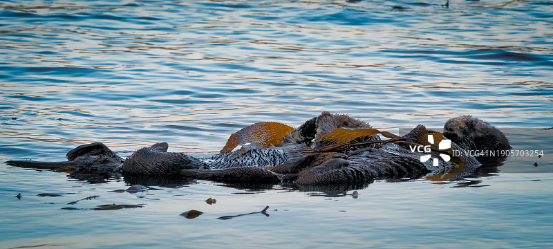加利福尼亚州莫罗湾水獭夜间依偎图片素材
