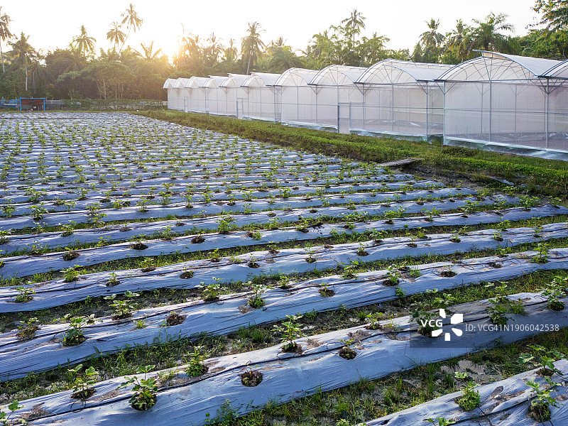农田和温室鸟瞰图图片素材