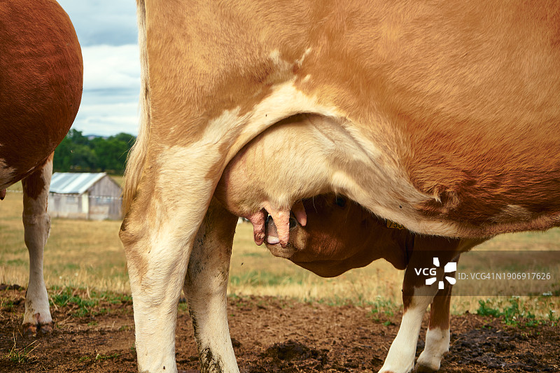 自然哺育：宁静农场里小牛吮吸母牛乳汁图片素材