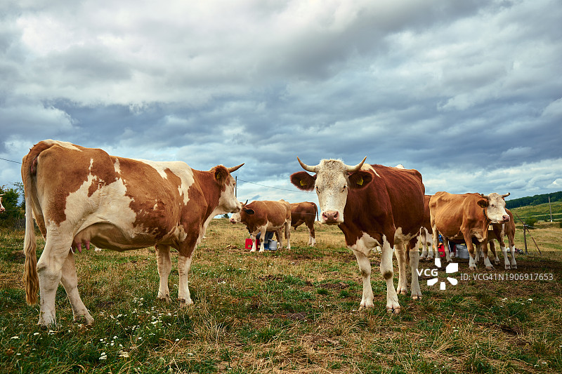 阴天下的牧场：奶牛吃草，与镜头眼神交流图片素材