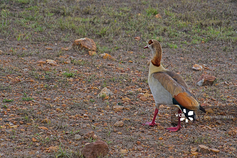 马赛马拉草原上的埃及雁图片素材