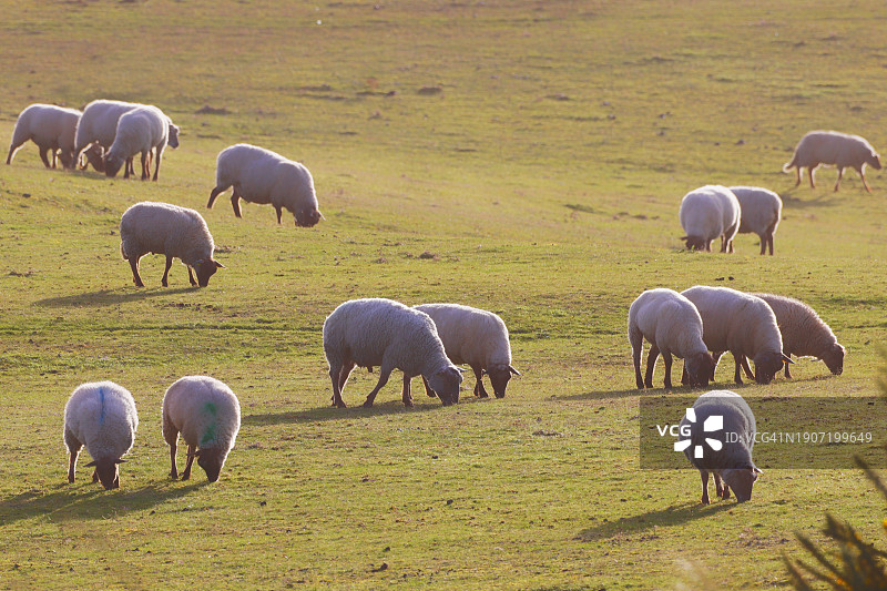 法国诺曼底黄昏时的绵羊图片素材