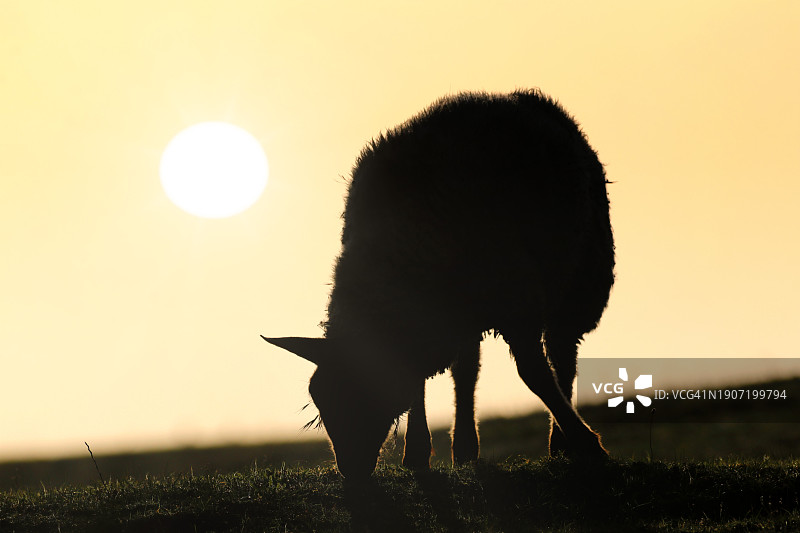 法国诺曼底黄昏时的绵羊图片素材