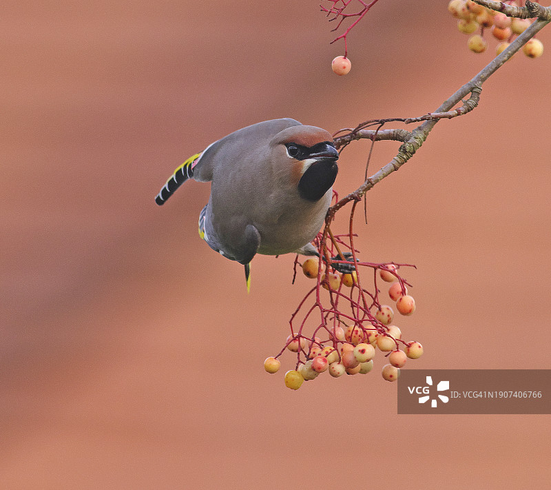 太平鸟图片素材