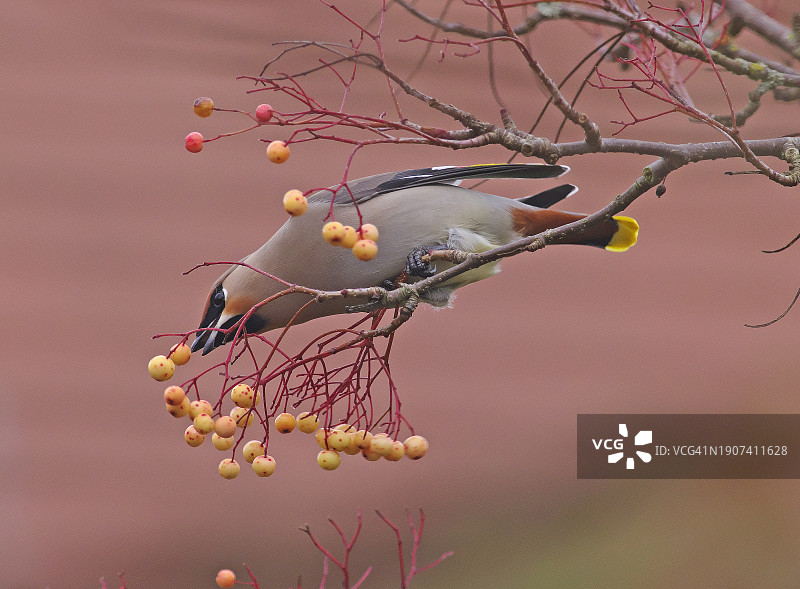 太平鸟图片素材
