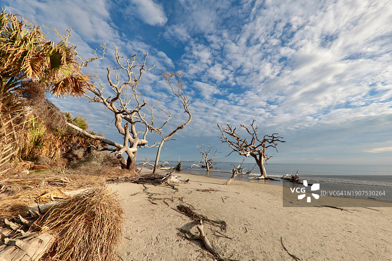 哲基尔岛浮木海滩图片素材