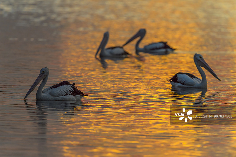 夕阳下的澳洲鹈鹕图片素材