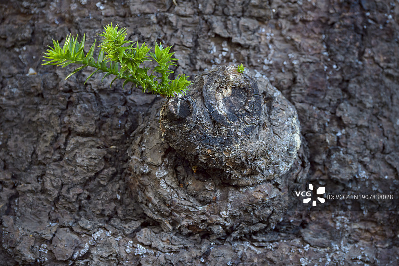 在树上的昆士兰贝壳杉嫩枝图片素材