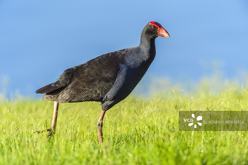 澳洲骨顶图片素材