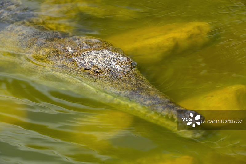 水中澳洲淡水鳄图片素材