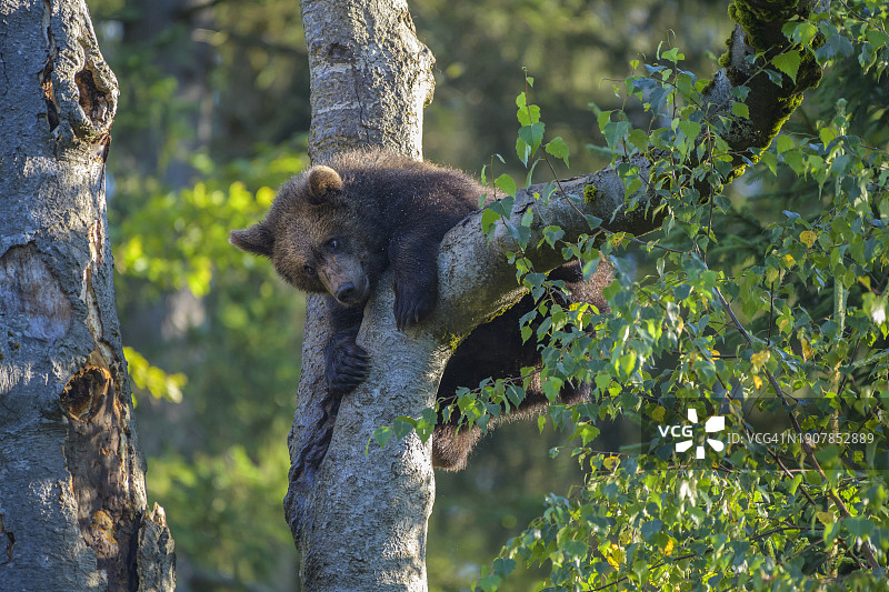 棕熊幼崽爬树图片素材