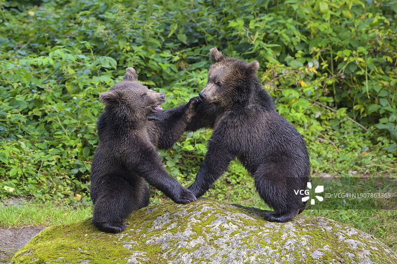 欧洲棕熊幼崽打斗图片素材