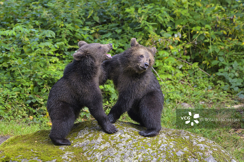 欧洲棕熊幼崽打斗图片素材
