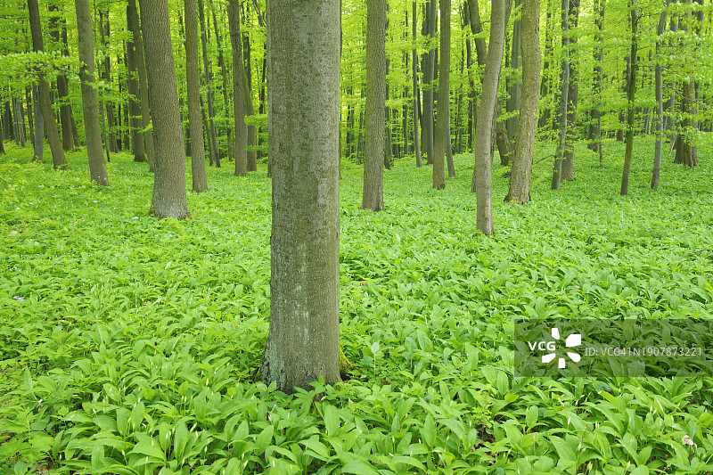 德国图林根州海尼希国家公园的春季森林图片素材