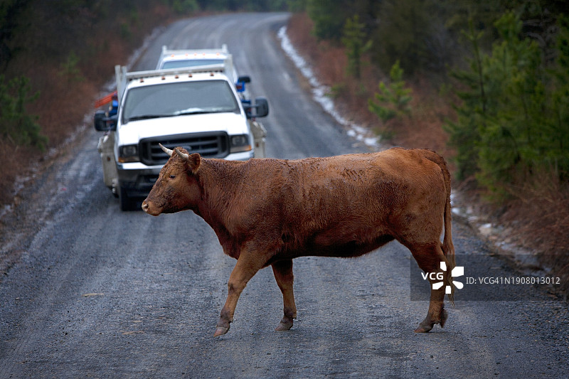 公牛阻挡道路图片素材