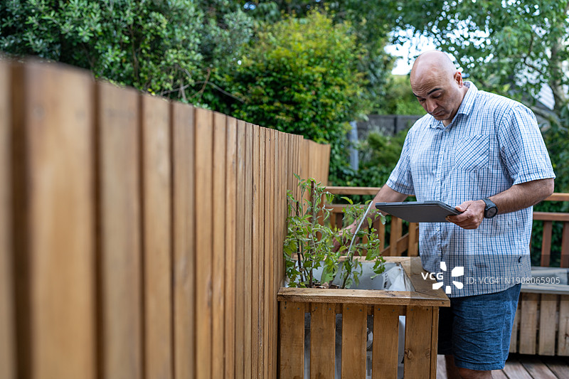 男子使用平板电脑监控后院花园中的植物图片素材