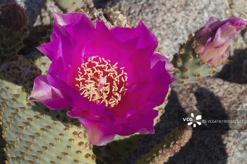 海狸尾仙人掌花与花苞图片素材