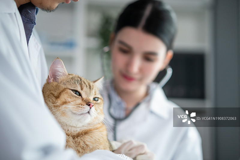 亚洲兽医在兽医诊所预约期间检查猫。专业兽医女医生在检查台上与男助手一起工作，并在宠物医院检查小动物小猫。图片素材