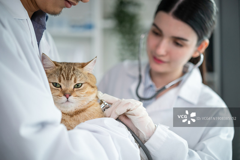 亚洲兽医在兽医诊所预约期间检查猫。专业兽医女医生在检查台上与男助手一起工作，并在宠物医院检查小动物小猫。图片素材